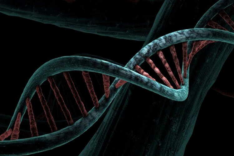 DNA ในยุคแรกเปิดเผยประชากรสองกลุ่มที่แตกต่างกัน